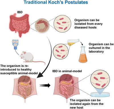 Frontiers | Investigating dysbiosis and microbial treatment strategies ...